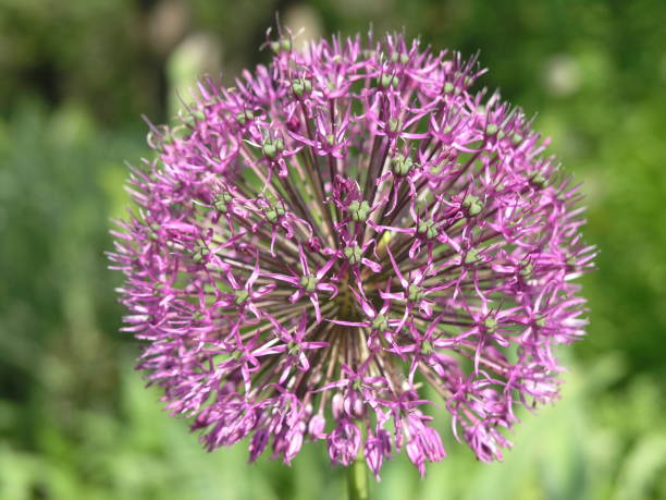 istock In focus shot a pretty purple flower 1215391679