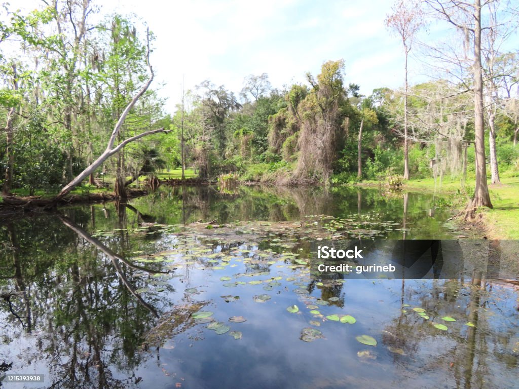 Lake Shore in Florida shore of small lake, spring
Winter Park, Florida  USA Florida - US State Stock Photo