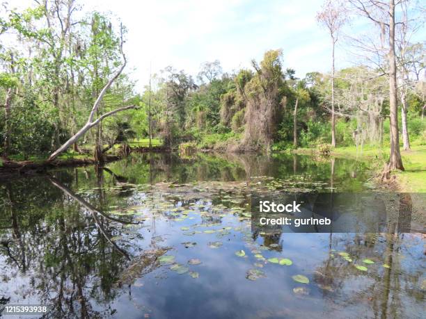 Lake Shore In Florida Stock Photo - Download Image Now - Florida - US State, Winter Park - Florida, Beauty