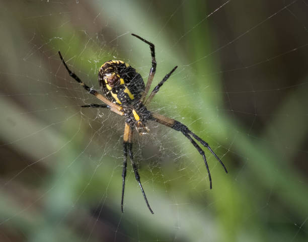 istock A black and yellow garden spider at work on its intricate web 1215394271