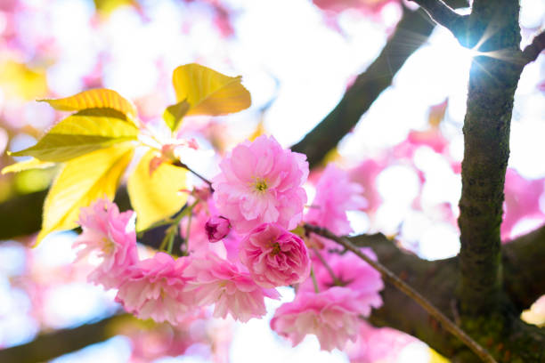 istock Pink flowers and green leaves on branch from cherry tree. Spring time. 1215394359