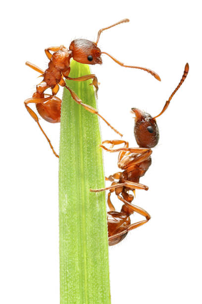 istock Two ants about 4 mm long on the grass (photo illustration) 1215395465