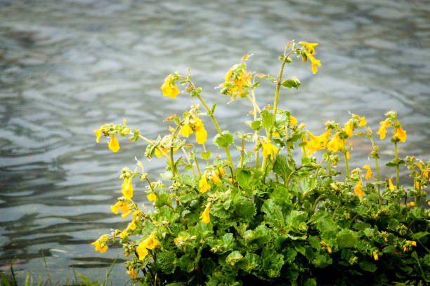 istock Yellow flowers by water 1215396377
