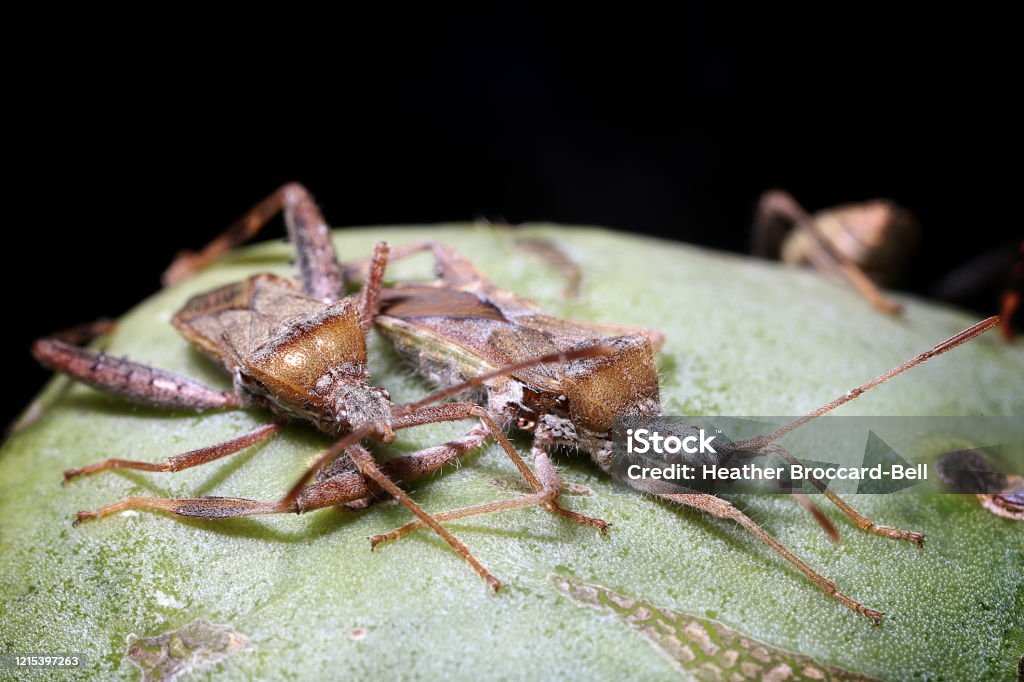 Leaf-Footed Cactus Bugs (Hemiptera; Narnia femorata) on Prickly Pear Cactus (Opuntia sp.) A pair of brown hairy bugs sunning themselves on green cactus Hairy Stock Photo