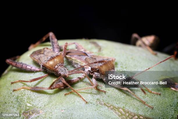 Leaffooted Cactus Bugs Stock Photo - Download Image Now