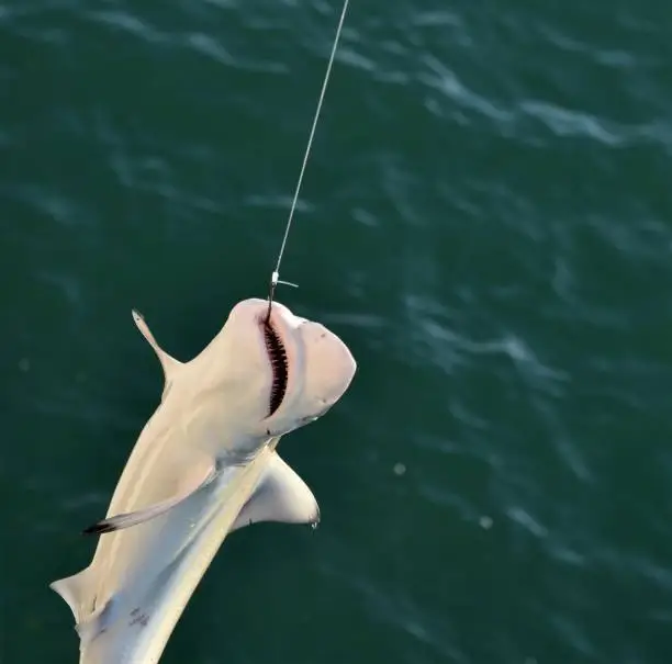 Baby Shark Caught on a fishing line is pulled up by the fisherman in Venice Beach Florida with the hook showing