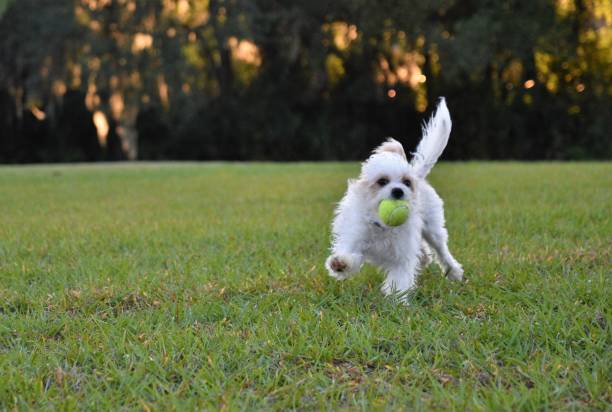 istock Cute white male maltese puppy playing fetch 1215400164