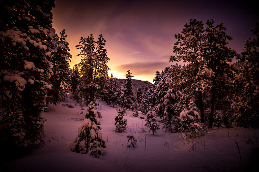 Silhouette snow covered of trees in forest during sunset
