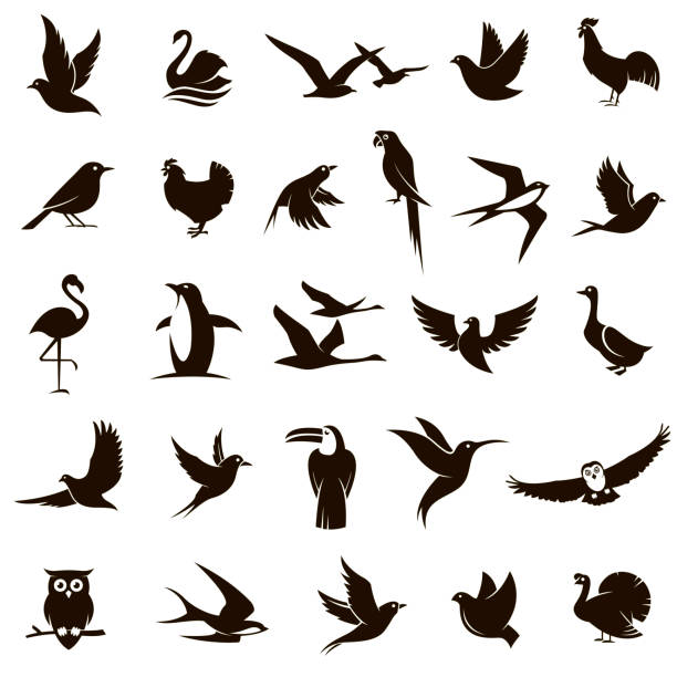 bird icons set collection of various black bird icons isolated on white background swallow bird illustrations stock illustrations