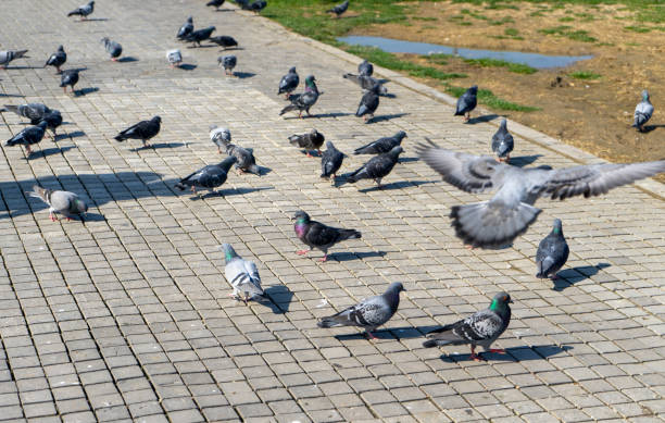 istock Feeding the pigeons on the street 1215402655