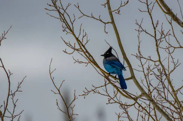 A Beautiful Stellar's Jay Perched in a Tree