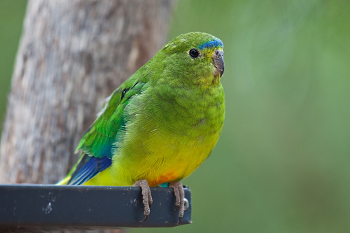 An Orange-Bellied Parrot perched on the edge of a feeding bowl. This is a critically-endangered Australian species.