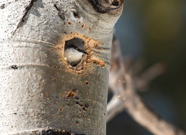ein pygmäen-nuthatch, der ein nest in einem aspenbaum baut - zwergkleiber fotos stock-fotos und bilder