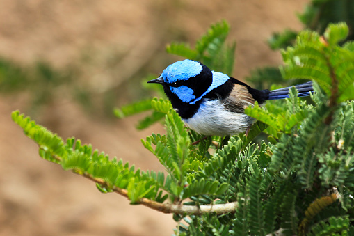 Australian superb fairy wren