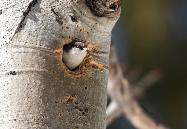 ein pygmäen-nuthatch, der ein nest in einem aspenbaum baut - zwergkleiber fotos stock-fotos und bilder