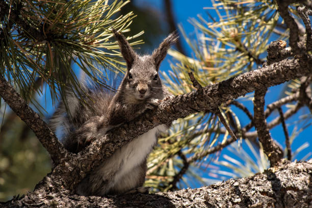 istock An Abert's Squirrel In a Ponderosa Pine Tree 1215404002