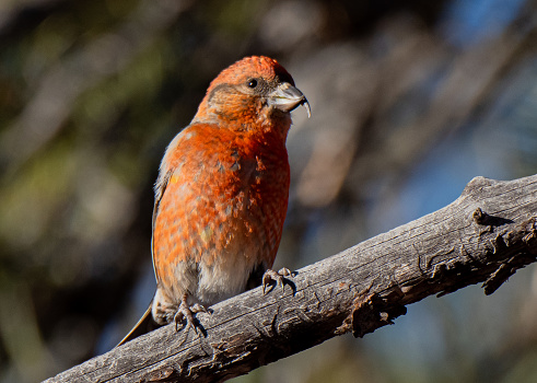 A Red Crossbill Perched on a Tree Branch