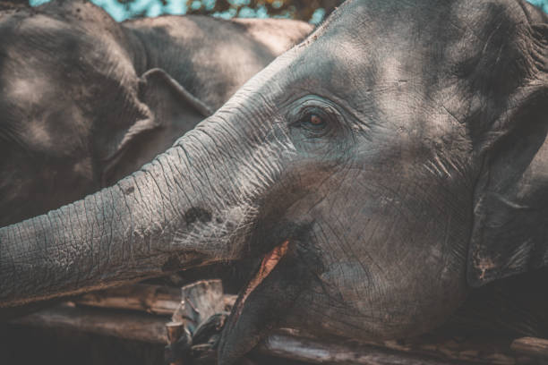 istock Elephant Sanctuary bathing in Isaan in Thailand 1215404905