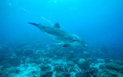 Close up of inquisitive dolphin in the Caribbean Sea
