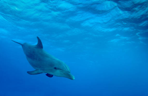 カリブ海のイルカ - dolphin porpoise mammal sea ストックフォトと画像