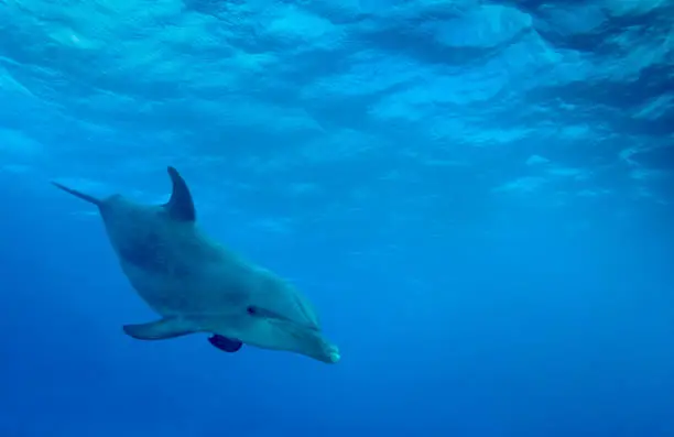 Photo of Dolphin in Caribbean Sea
