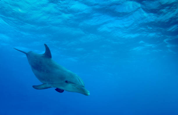 дельфин в карибском море - dolphin porpoise mammal sea стоковые фото и изображения