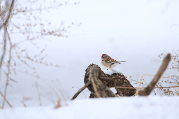 American tree sparrow during winter migration in Illinois. Also known as the winter sparrow.
