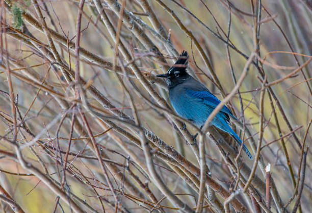 A Curious Stellar's Jay Perched in a Bush