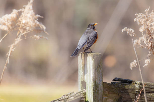 istock American robin perched on a fence post 1215405760