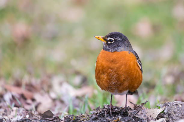 istock American robin curiously looking at right 1215405804