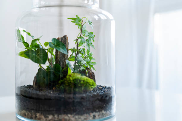 istock Beautiful jar with live forest with self ecosystem, terrarium, forest in a jar 1215407486