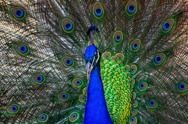istock Close-up of a peacock and its plumage 1215408021