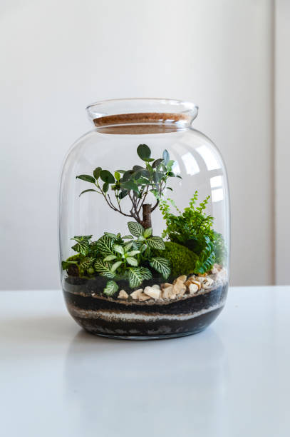 istock Beautiful jar with live forest with self ecosystem, terrarium, forest in a jar 1215408036