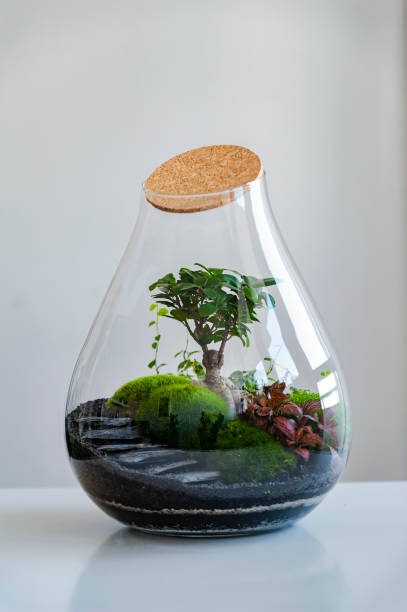 istock Beautiful jar with live forest with self ecosystem, terrarium, forest in a jar 1215408078