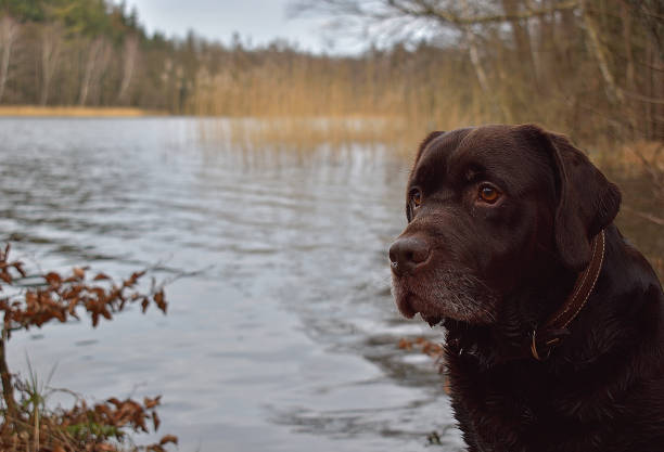 istock Large-scale picture of a dog 1215408227
