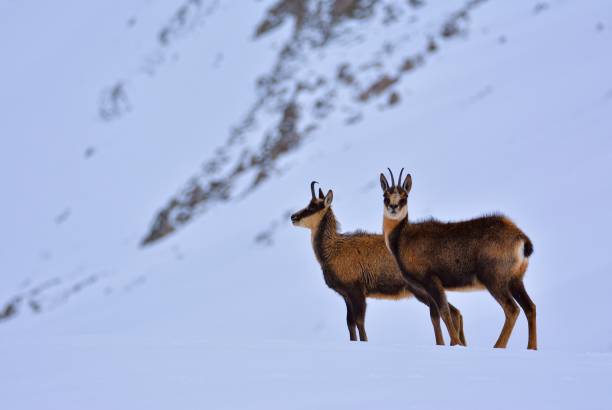 istock Chamois in the snow. 1215409297