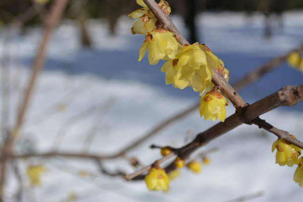 istock Yellow flower blooming on a snowy day 1215409897