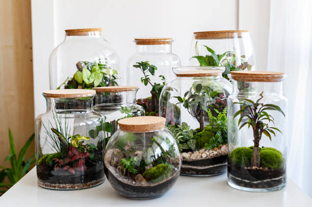 Set of beautiful jars with live forest with self ecosystem, terrariums, forest in a jar Amazing jars with piece of forest as new life concept in a modern interior, terrarium, forest in a jar terrarium stock pictures, royalty-free photos & images