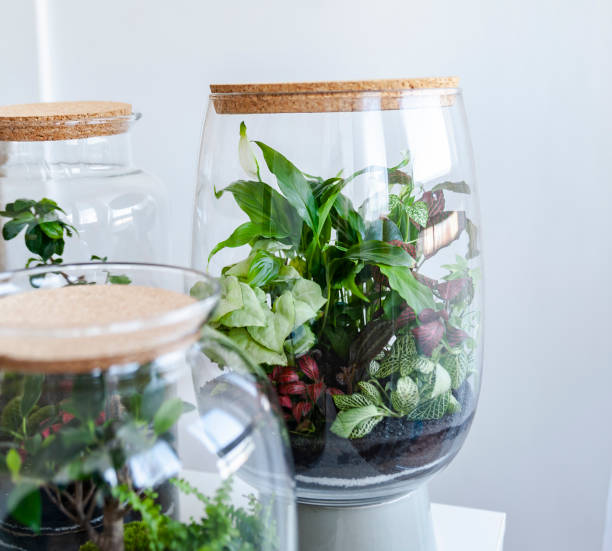 istock Beautiful jar with live forest with self ecosystem, terrarium, forest in a jar 1215411698