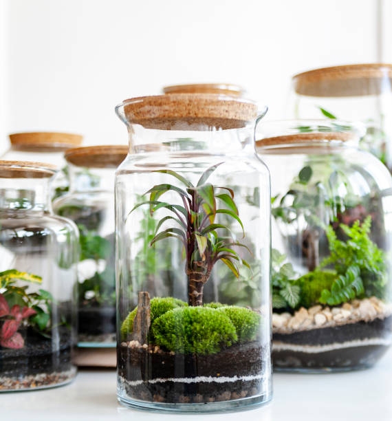 istock Set of beautiful jars with live forest with self ecosystem, terrariums, forest in a jar 1215411730