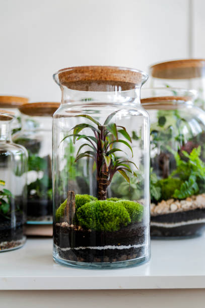istock Set of beautiful jars with live forest with self ecosystem, terrariums, forest in a jar 1215411737