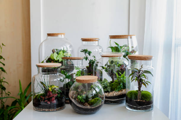 istock Set of beautiful jars with live forest with self ecosystem, terrariums, forest in a jar 1215411754