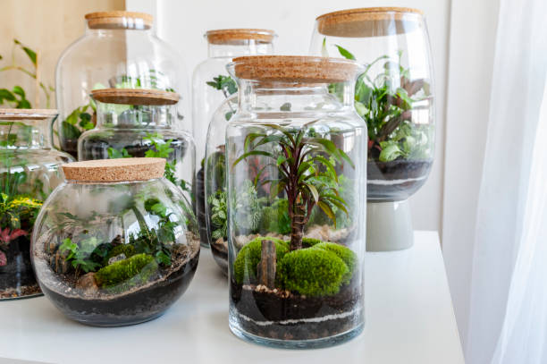 istock Set of beautiful jars with live forest with self ecosystem, terrariums, forest in a jar 1215411763