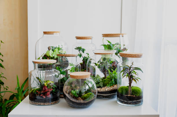 istock Set of beautiful jars with live forest with self ecosystem, terrariums, forest in a jar 1215411774