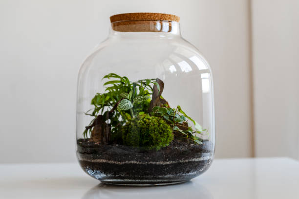 istock Beautiful jar with live forest with self ecosystem, terrarium, forest in a jar 1215411918