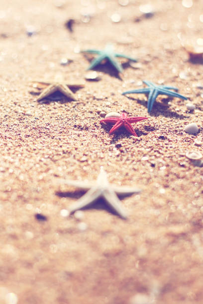 Conceptual vacation image of close up star fish on sandy beach in Florida