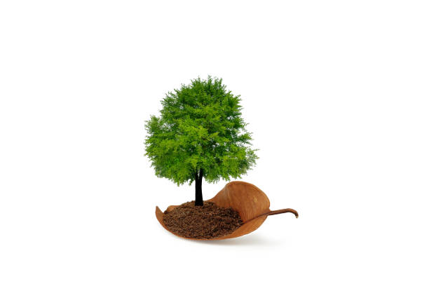 istock The tree on dry leaf. save the earth concept. Isolated on white background with clipping path. 1215413676