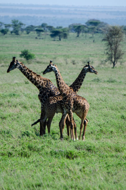 istock Giraffe in the Serengeti 1215413804