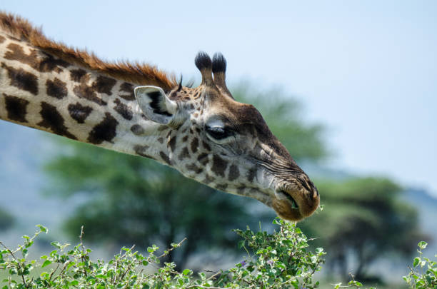 istock Giraffe in the Serengeti 1215413805