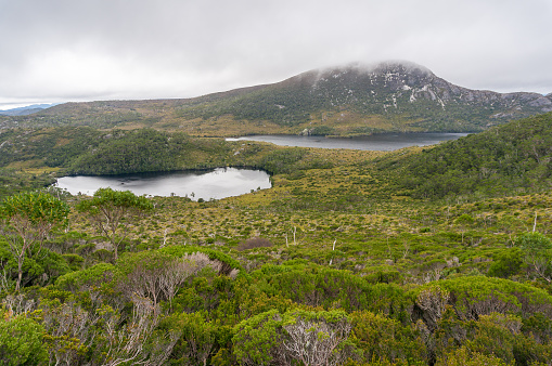 Serene picturesque moutnain landscape with amazing eucalyptus forest and two lakes. Epic mountain, virgin nature landscape. Craddle mountain, Australia